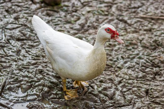 Domestic Goose (Embden goose)