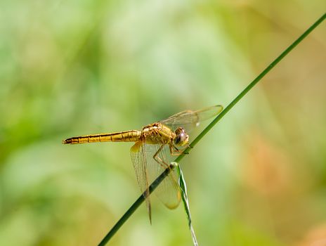 Dragonfly on a background of green grass.