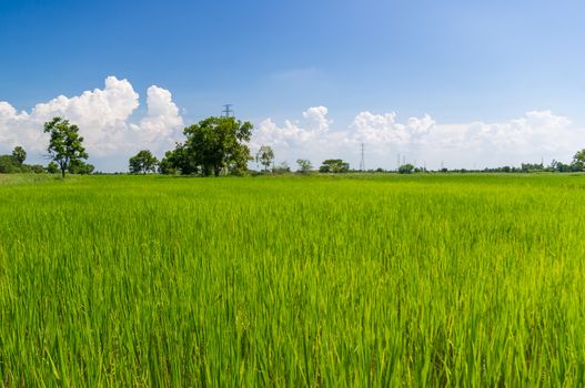 Rice field and blue sky. Thailand.