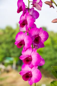 Streaked orchid flower on green leaf