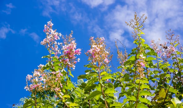 Lagerstroemia speciosa, Pride of India, Queen's flower on blue sky.