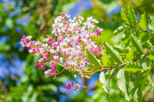 Lagerstroemia speciosa, Pride of India, Queen's flower