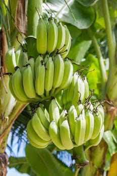 Banana tree with a bunch of bananas