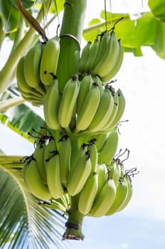 Banana tree with a bunch of bananas