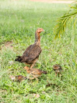 Thai chicken family.