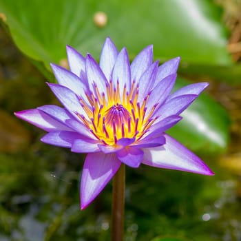 Purple water lilies closeup