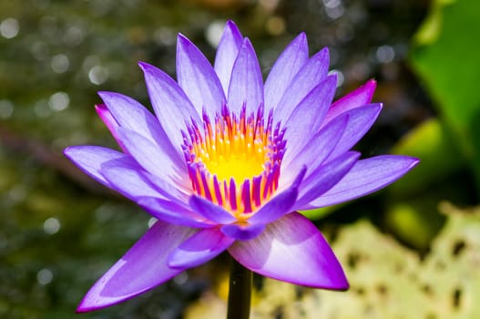 Purple water lilies closeup