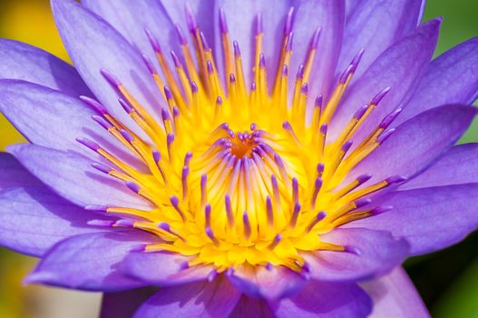 Purple water lilies closeup