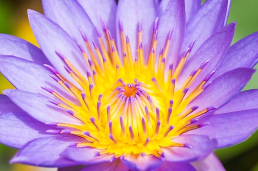 Purple water lilies closeup