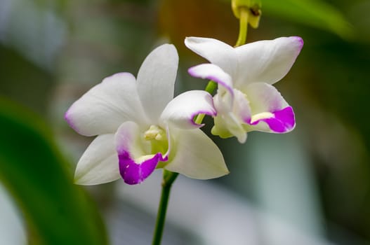 Streaked white orchid flower on green leaf