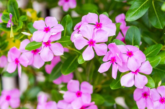 pink vinca flowers(madagascar periwinkle)