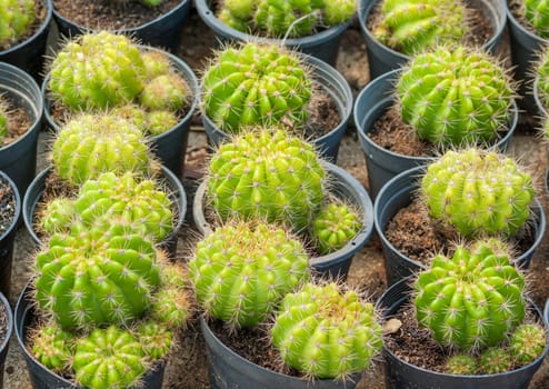 golden ball cactus in plant nursery