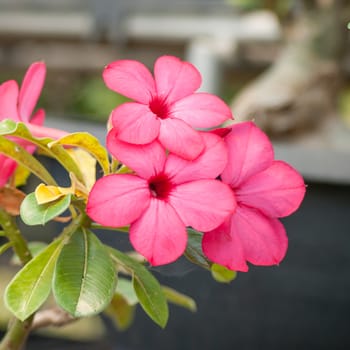 Adenium obesum , Desert Rose, Impala Lily, Mock Azalea, flower