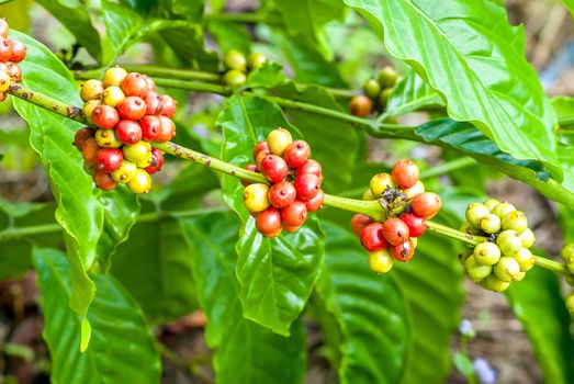 Coffee tree with ripe berries on farm