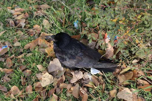 Close-up of Black Crow on the ground.