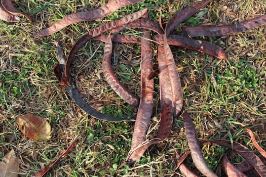 Acacia pods with the seeds on the ground in autumn season.