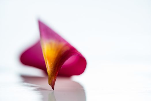 Pink frangipani flower petal isolated on white background