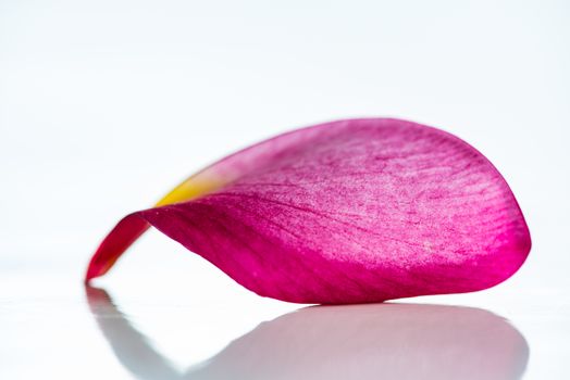 Pink frangipani flower petal isolated on white background