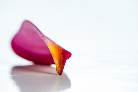 Pink frangipani flower petal isolated on white background