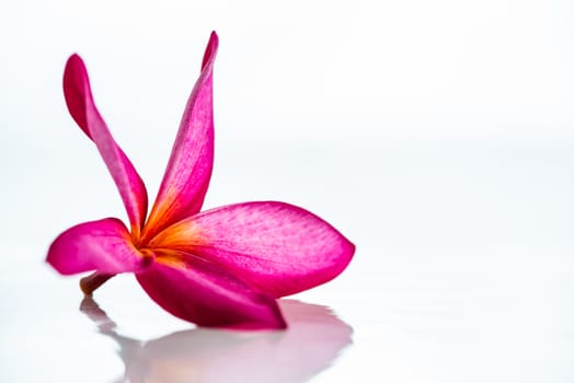 Pink frangipani flower isolated on white background