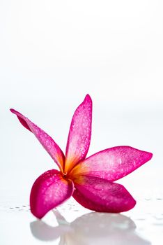 Pink frangipani flower isolated on white background