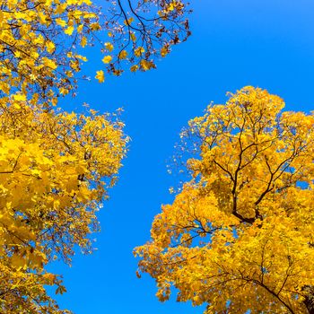 Autumn trees at the blue sky.