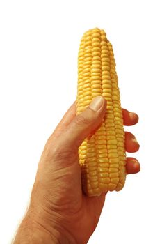 Man hand holding yellow corn isolated on white