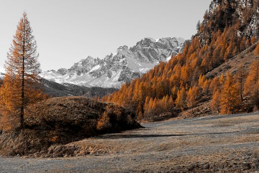 Autumn colors at the Devero Alp in a beautiful sunset with last ray of light on the larches, Piedmont - Italy