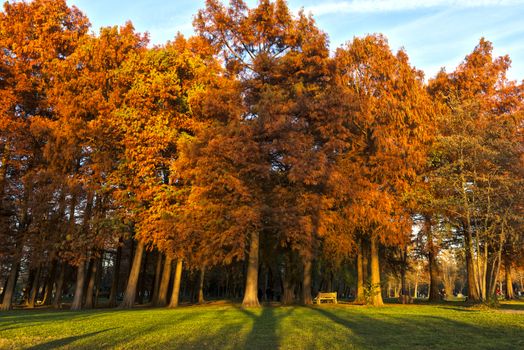 Autumn colors at the park in a buautiful sunset of november, Varese