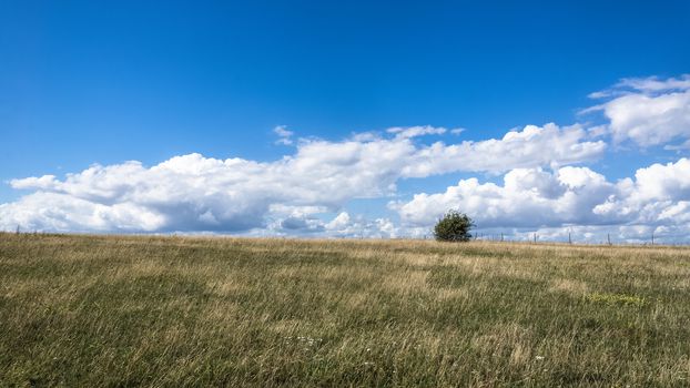 Meadow near Kaseberga, Ystad area, Scania region, Sweden.