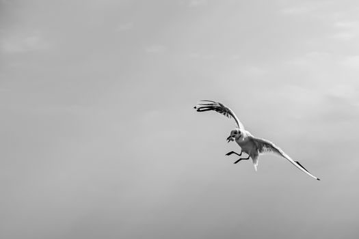 Seagull with a piece of bread in a beak.