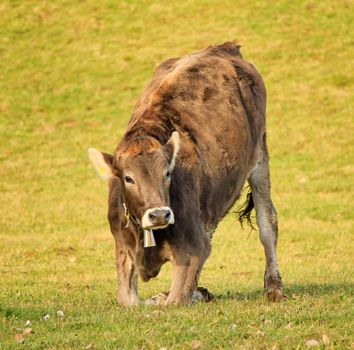 Brown cow which gets up in a meadow