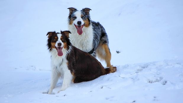 Two magnificent dogs Australian shepherd