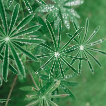 Fresh Green Background Of Water Droplets On Delicate Leaves