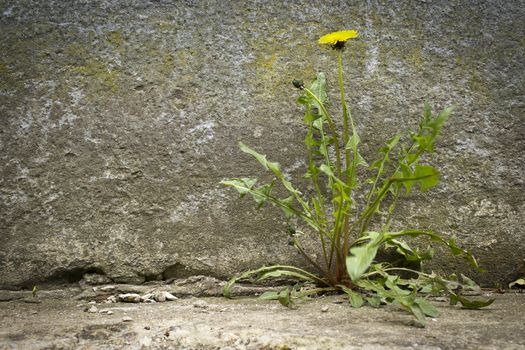 Dandelion with flower growing in a crack sidewalks