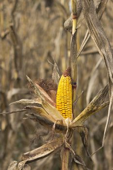 Ripe corn cob on the stalk