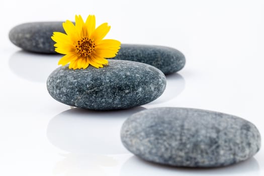 The wild flower on river stones spa treatment scene isolate on white background zen like concepts.