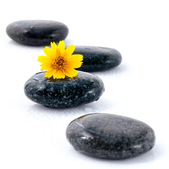 The wild flower on river stones spa treatment scene isolate on white background zen like concepts.