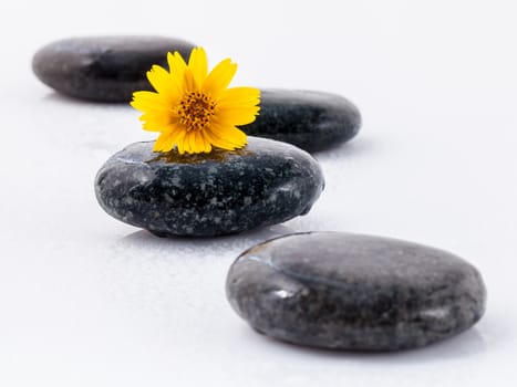 The wild flower on river stones spa treatment scene isolate on white background zen like concepts.