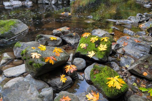 Maple Leaves on Moss Covered Rocks at Cedar Creek in Washington State during Fall Season