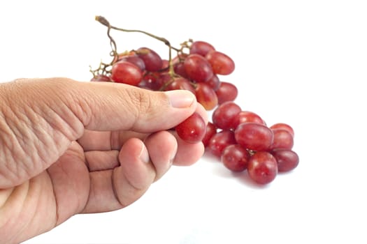 Hand picking the red grapes on white background select focus