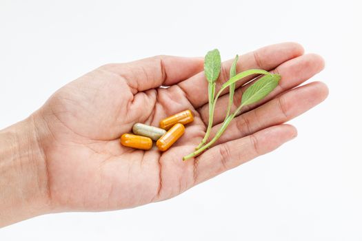 Alternative health care fresh herbal and capsule in doctor 's hand on  white background.