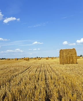  an agricultural field on which grow up also the harvest  wheat