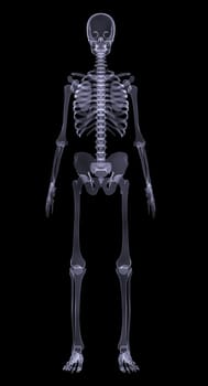 Human skeleton standing on black background, front view