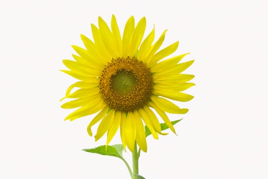 Sunflower white background