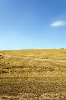   an agricultural field on which reap a crop of cereals  