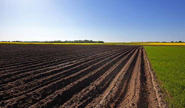   plowed land in the agricultural field. Next to which is growing green grass and blooming canola.