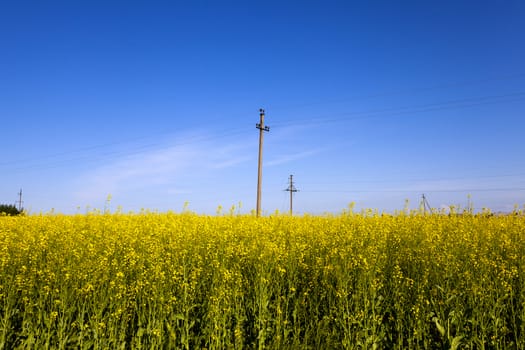   power poles in the field in which rape blossoms. Blue sky.