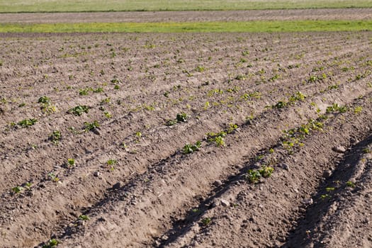 plowed land in the agricultural field. Next to which is growing green grass and blooming canola.