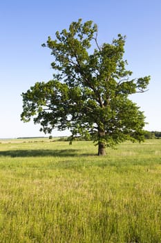   lonely tree growing in the agricultural field. The Summer. In the background grows a small forest.